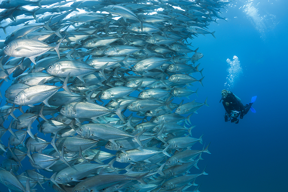 Shoal of Bigeye Trevally, Caranx sexfasciatus, Cabo Pulmo, Baja California Sur, Mexico