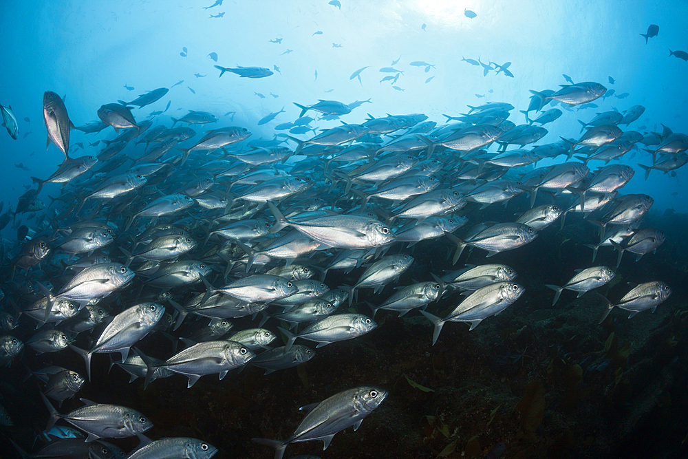 Shoal of Bigeye Trevally, Caranx sexfasciatus, Cabo Pulmo, Baja California Sur, Mexico