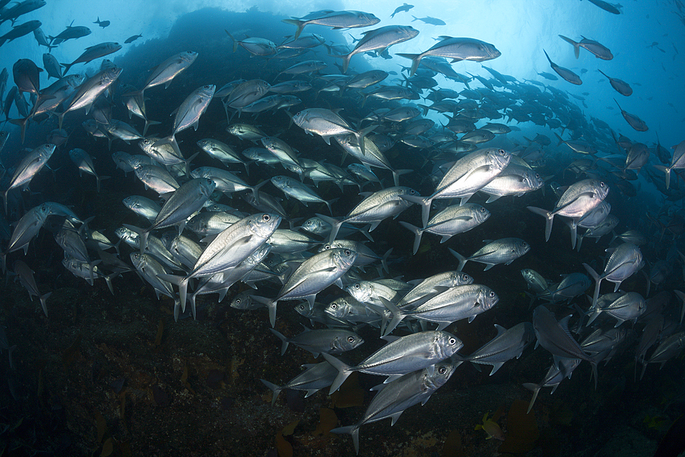 Shoal of Bigeye Trevally, Caranx sexfasciatus, Cabo Pulmo, Baja California Sur, Mexico