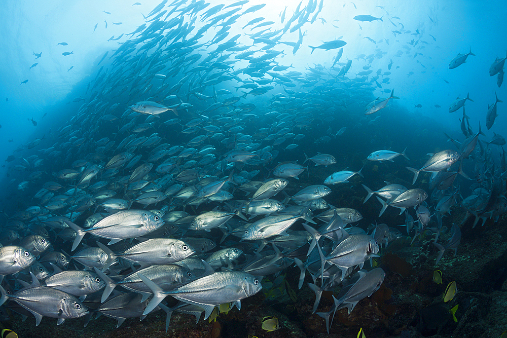 Shoal of Bigeye Trevally, Caranx sexfasciatus, Cabo Pulmo, Baja California Sur, Mexico