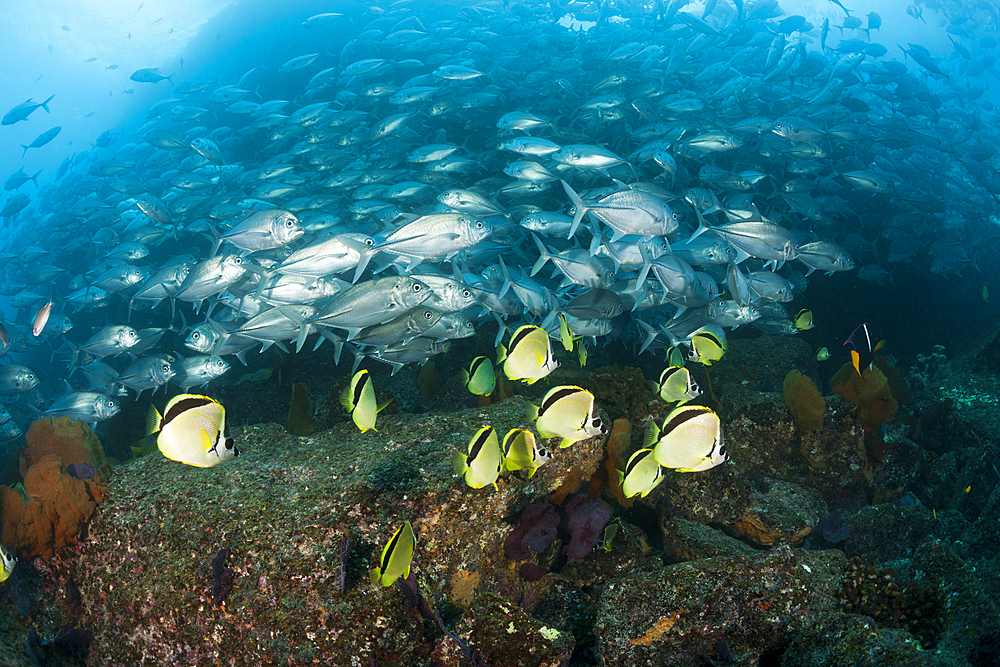 Shoal of Bigeye Trevally and Barberfishes, Caranx sexfasciatus, Cabo Pulmo, Baja California Sur, Mexico