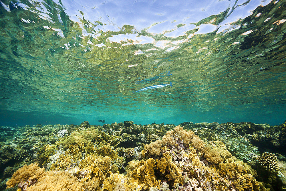 Hard Corals on Reef Top, Brother Islands, Red Sea, Egypt