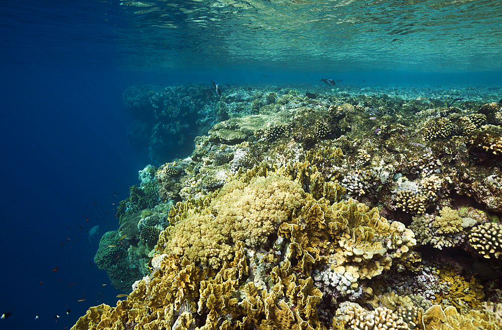 Hard Corals on Reef Top, Brother Islands, Red Sea, Egypt