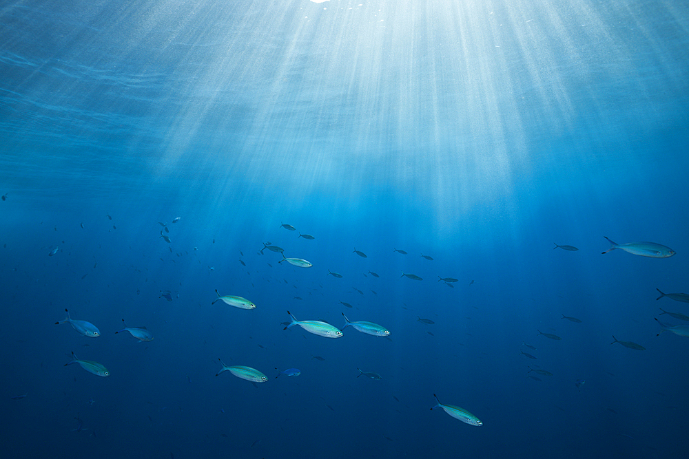 Sunbeams in Ocean, Brother Islands, Red Sea, Egypt