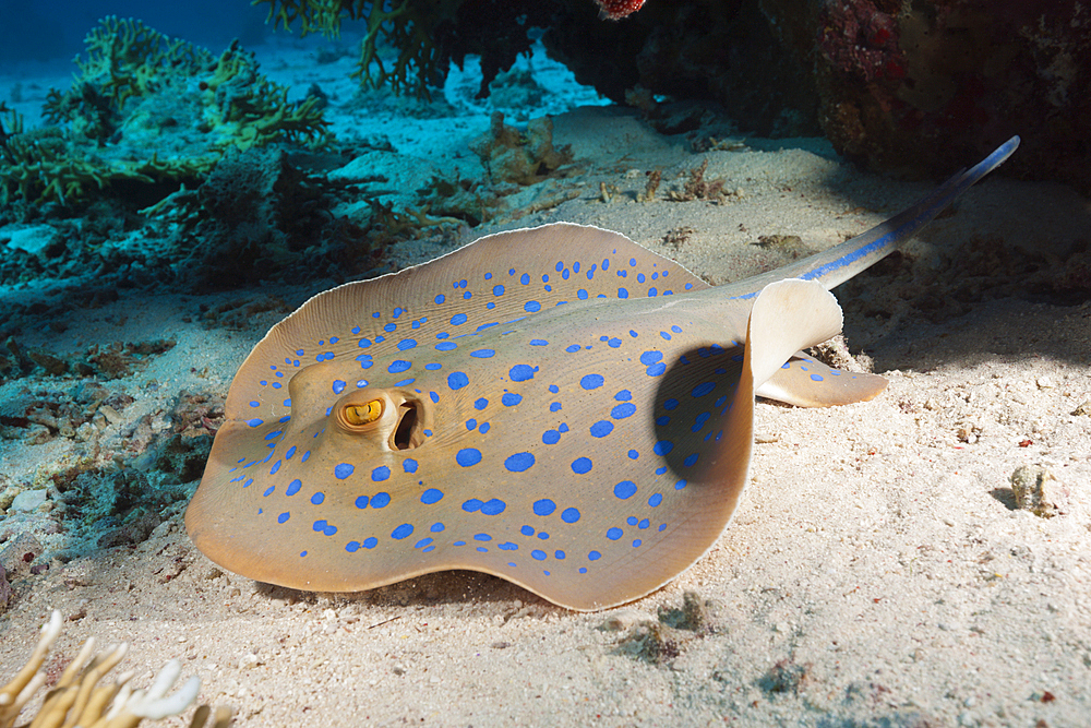 Bluespotted Ribbontail Ray, Taenura lymma, Giftun Island, Red Sea, Egypt