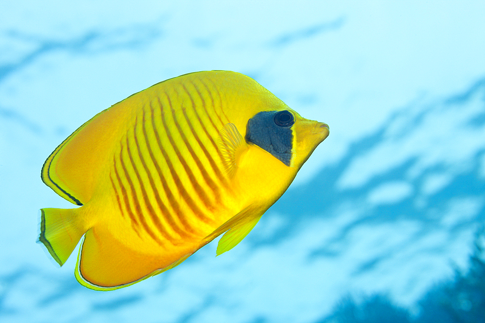 Masked Butterflyfish, Chaetodon semilarvatus, Giftun Island, Red Sea, Egypt