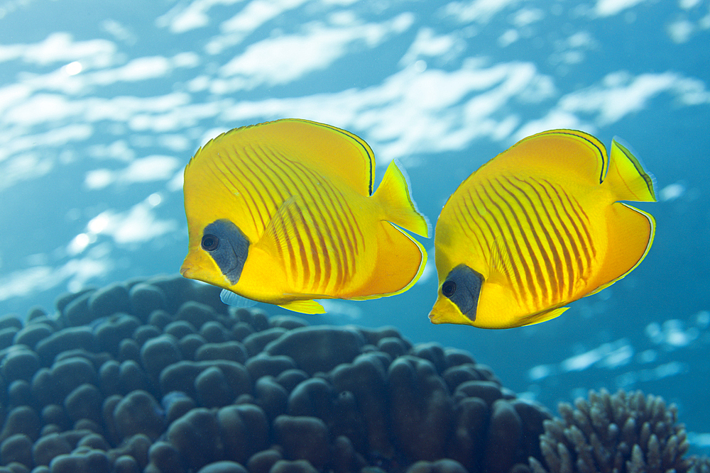 Pair of Masked Butterflyfish, Chaetodon semilarvatus, Giftun Island, Red Sea, Egypt