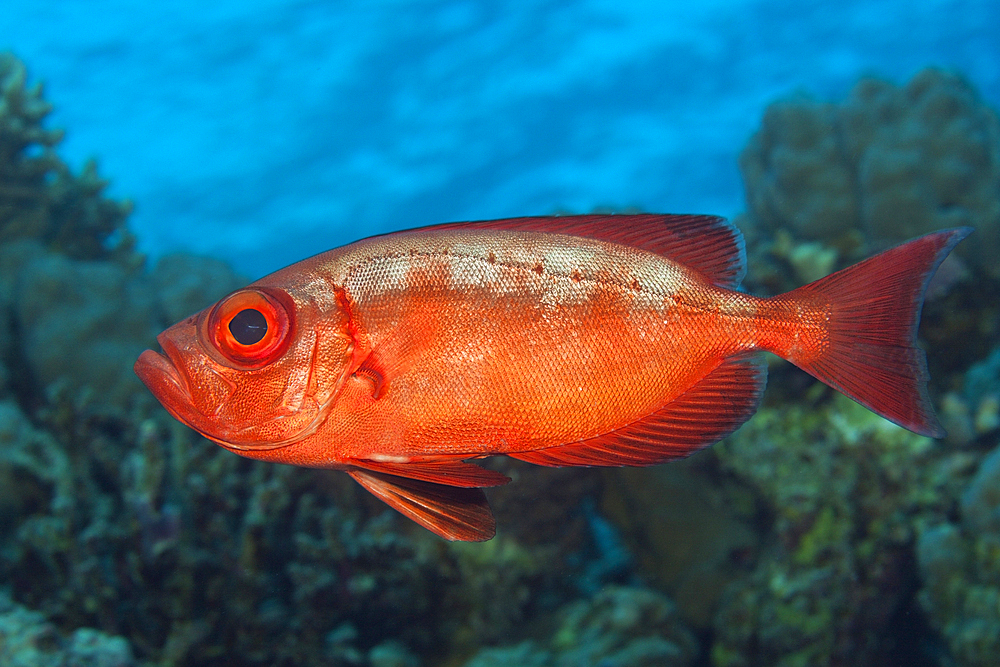 Common Bigeye, Priacanthus hamrur, Giftun Island, Red Sea, Egypt