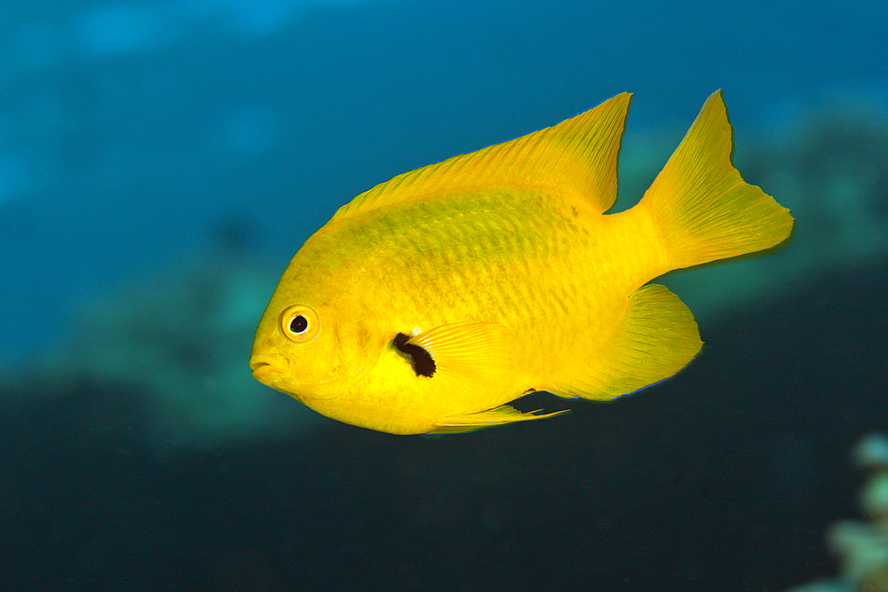 Lemon Damsel, Pomacentrus sulfureus, Giftun Island, Red Sea, Egypt