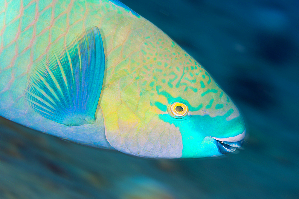 Rusty Parrotfish, Scarus ferrugineus, Giftun Island, Red Sea, Egypt