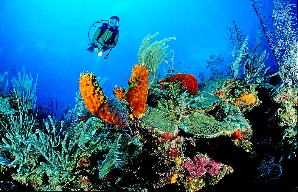 Caribbean reef and scuba diver, Bahamas, Caribbean Sea, Grand Bahama