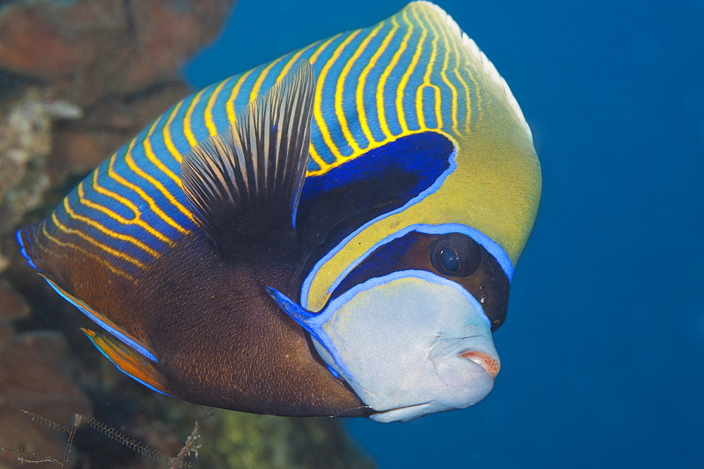 Emperor Angelfish, Pomacanthus imperator, Giftun Island, Red Sea, Egypt