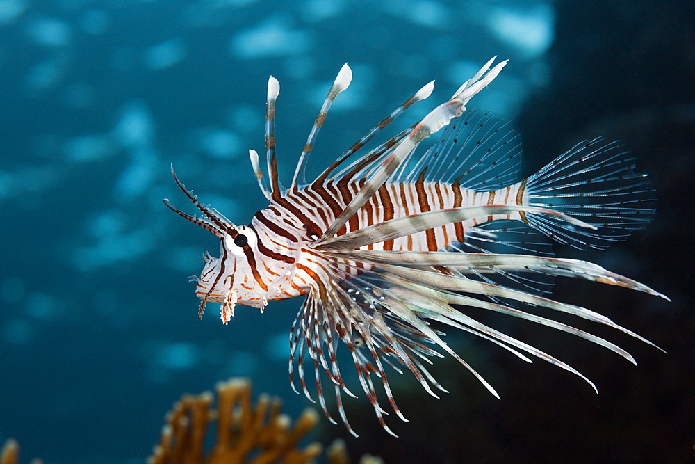 Indian Lionfish, Pterois miles, Brother Islands, Red Sea, Egypt