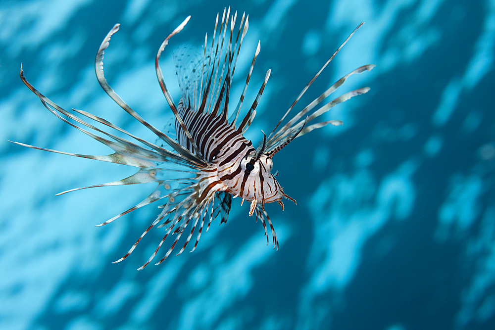 Indian Lionfish, Pterois miles, Brother Islands, Red Sea, Egypt