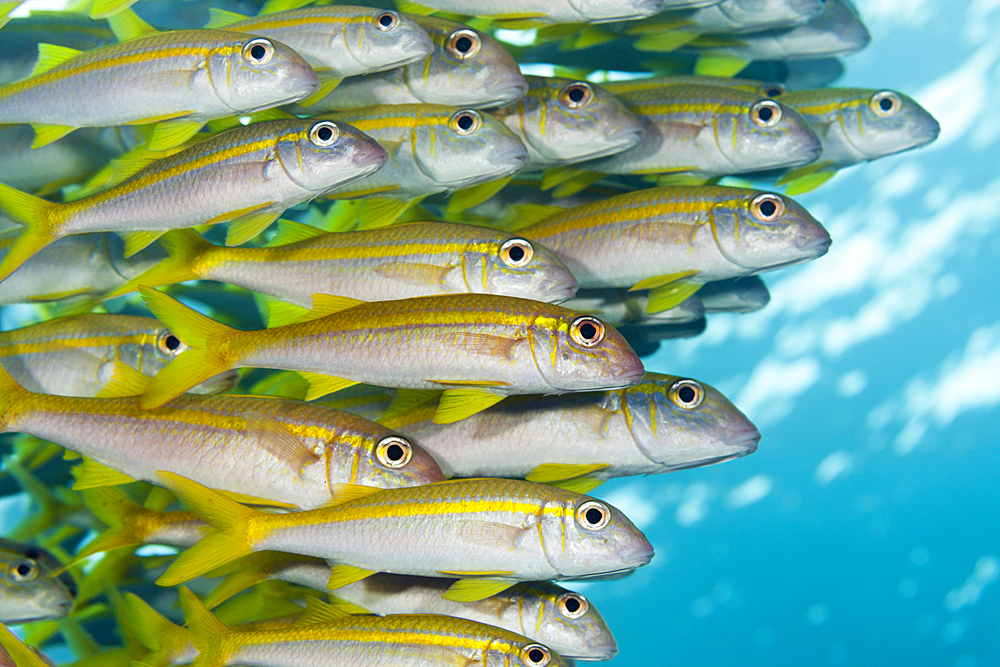 Shoal of Yellowfin Goatfish, Mulloidichthys vanicolensis, Brother Islands, Red Sea, Egypt