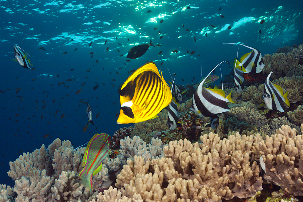 Red Sea Racoon Butterflyfish and Bannerfish, Chaetodon fasciatus, Brother Islands, Red Sea, Egypt