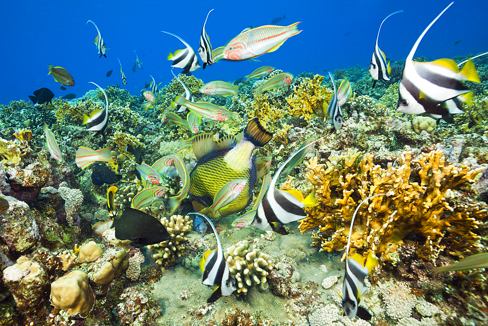 Coral Fishes Feeding, Brother Islands, Red Sea, Egypt