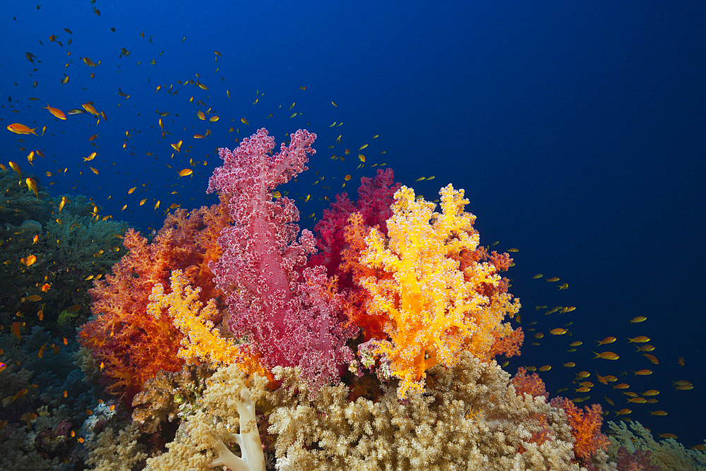 Colored Soft Corals, Dendronephthya sp., Brother Islands, Red Sea, Egypt