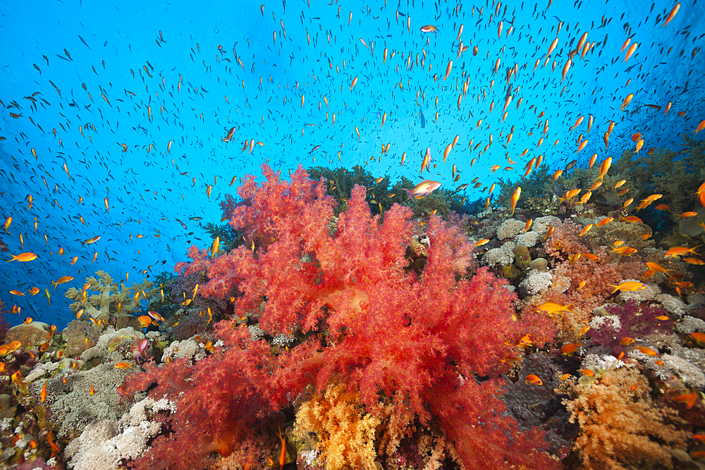 Colored Soft Corals, Dendronephthya sp., Brother Islands, Red Sea, Egypt