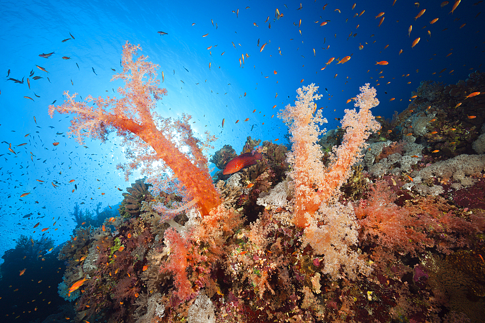 Colored Soft Corals, Dendronephthya sp., Brother Islands, Red Sea, Egypt