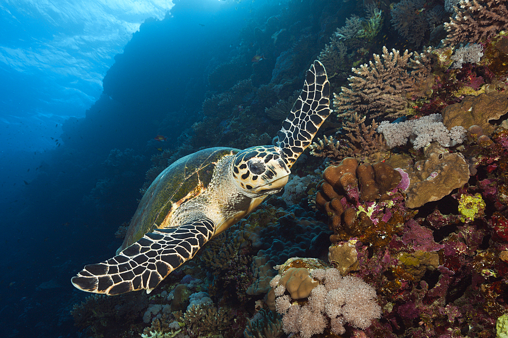 Hawksbill Sea Turtle, Eretmochelys imbricata, Brother Islands, Red Sea, Egypt