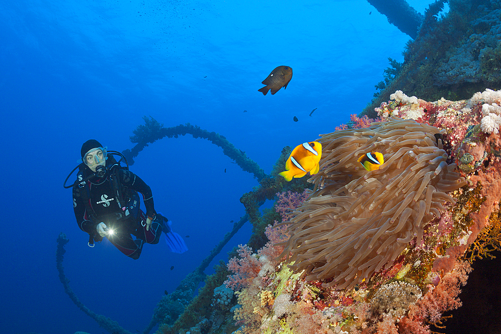 Scuba Diver at Numidia Wreck, Brother Islands, Red Sea, Egypt