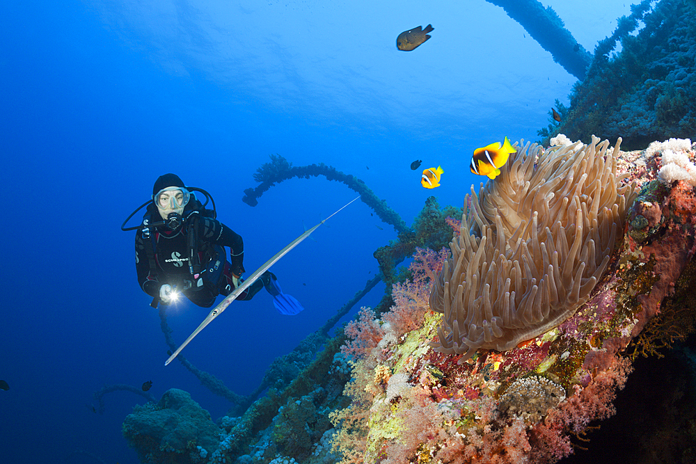 Scuba Diver at Numidia Wreck, Brother Islands, Red Sea, Egypt