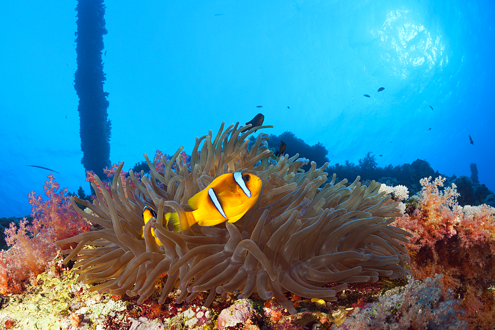 Red Sea Anemonefish at Numidia Wreck, Amphiprion bicinctus, Brother Islands, Red Sea, Egypt