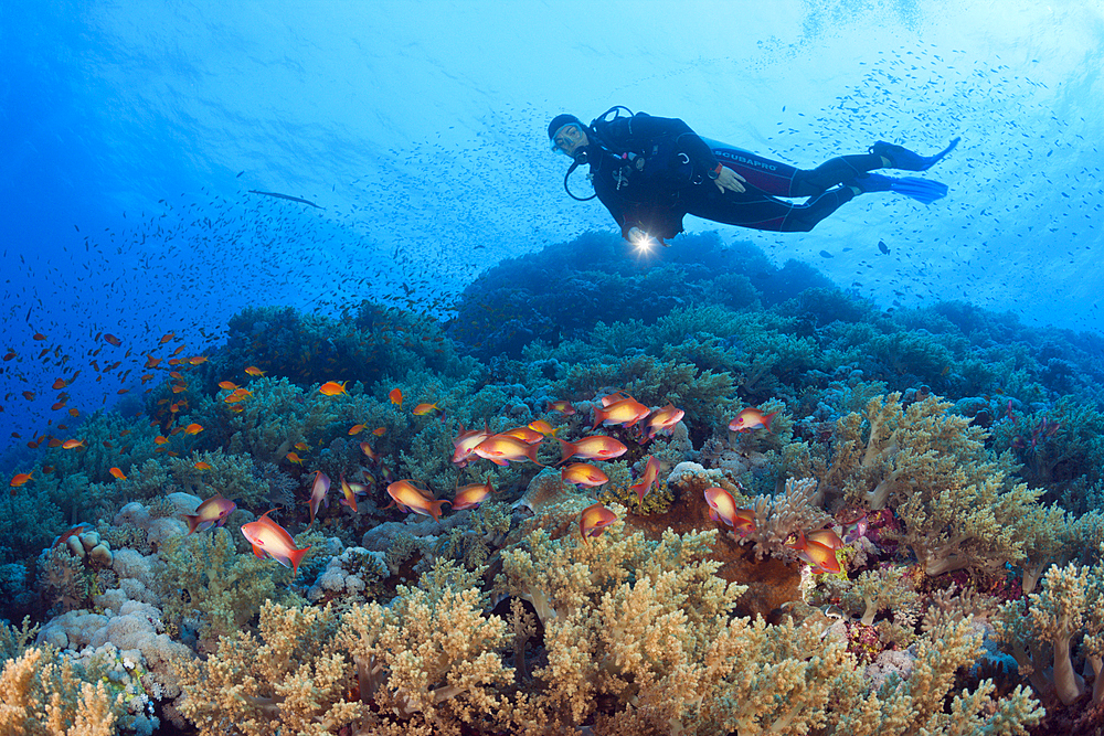 Scuba Diver and Lyretail Anthias, Pseudanthias squamipinnis, Brother Islands, Red Sea, Egypt