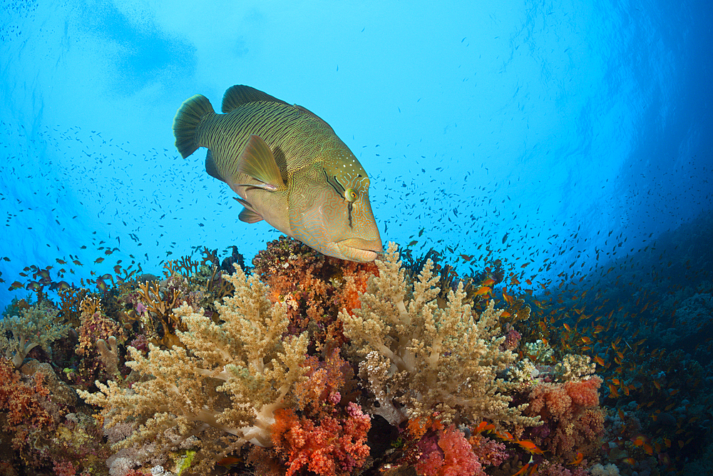 Napoleon Wrasse, Cheilinus undulatus, Brother Islands, Red Sea, Egypt