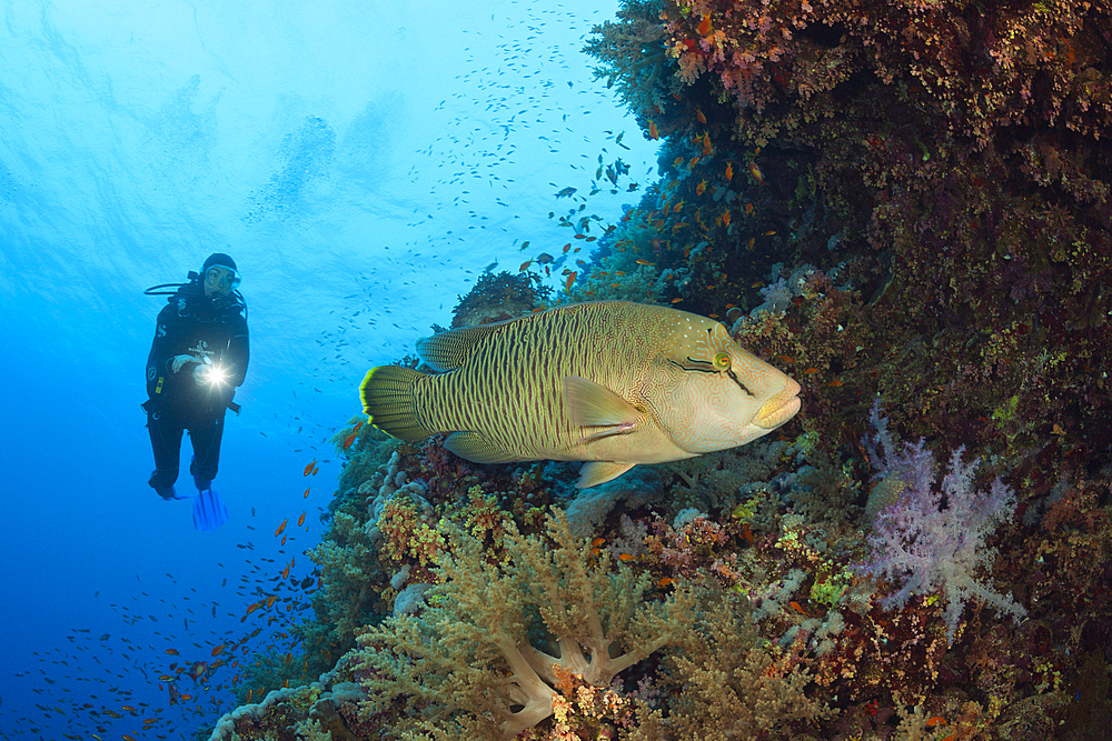 Scuba Diver and Napoleon Wrasse, Cheilinus undulatus, Brother Islands, Red Sea, Egypt