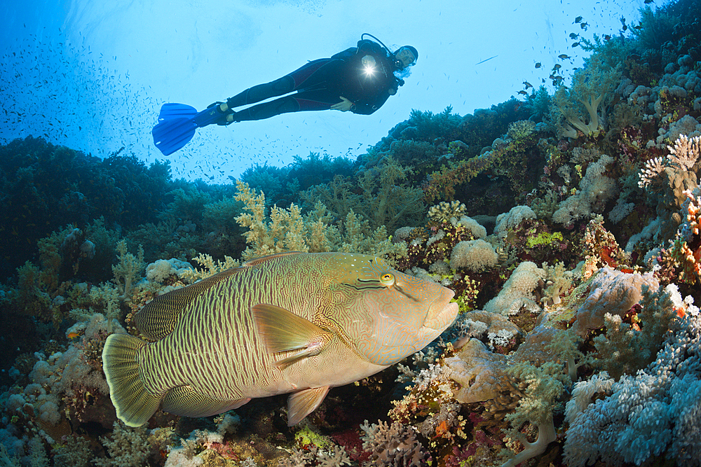 Scuba Diver and Napoleon Wrasse, Cheilinus undulatus, Brother Islands, Red Sea, Egypt