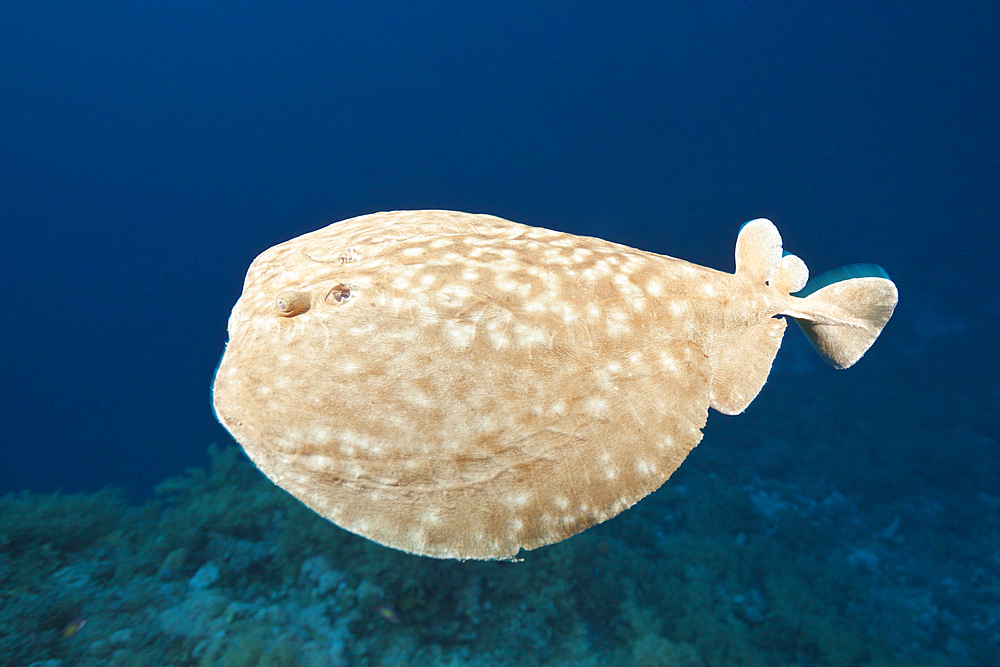 Electric Ray, Torpedo panthera, Brother Islands, Red Sea, Egypt