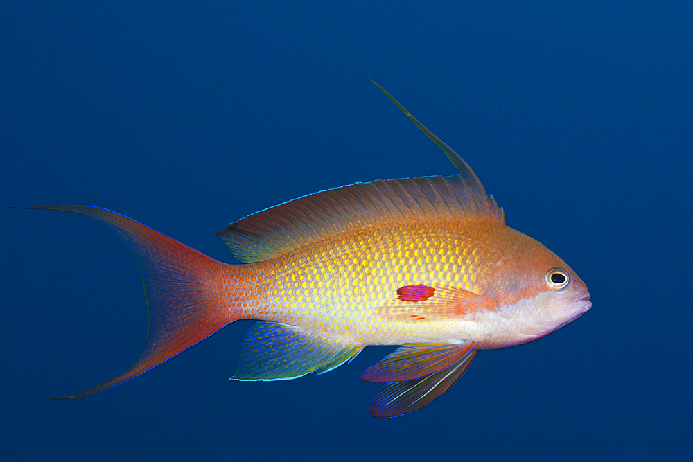 Lyretail Anthias, Pseudanthias squamipinnis, Brother Islands, Red Sea, Egypt