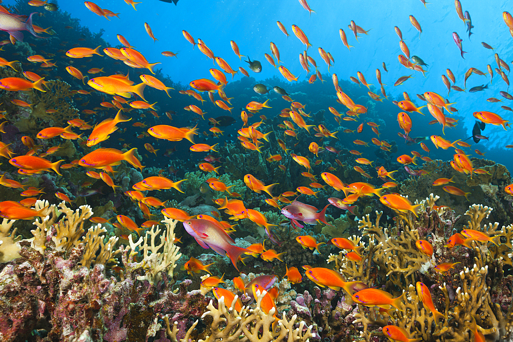 Lyretail Anthias over Coral Reef, Pseudanthias squamipinnis, Brother Islands, Red Sea, Egypt