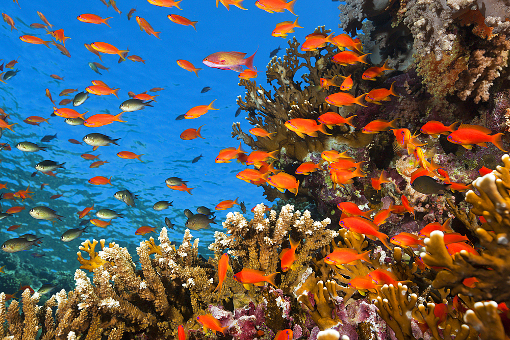 Lyretail Anthias over Coral Reef, Pseudanthias squamipinnis, Brother Islands, Red Sea, Egypt