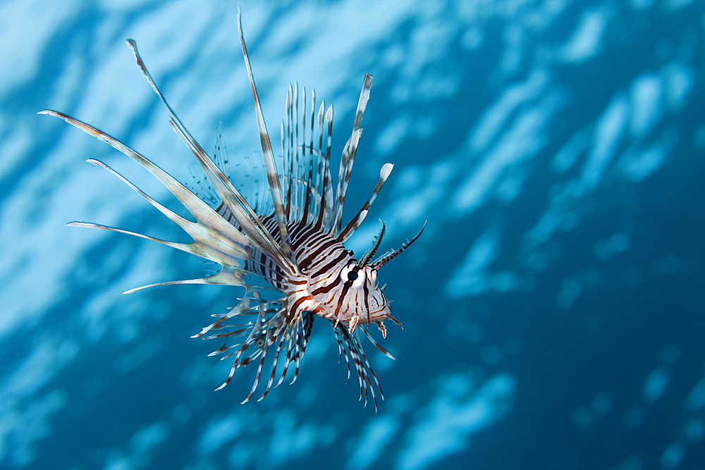 Indian Lionfish, Pterois miles, Brother Islands, Red Sea, Egypt