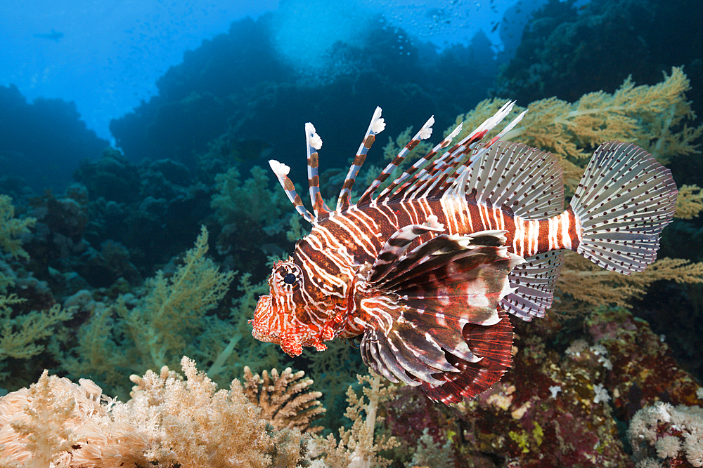 Indian Lionfish, Pterois miles, Brother Islands, Red Sea, Egypt