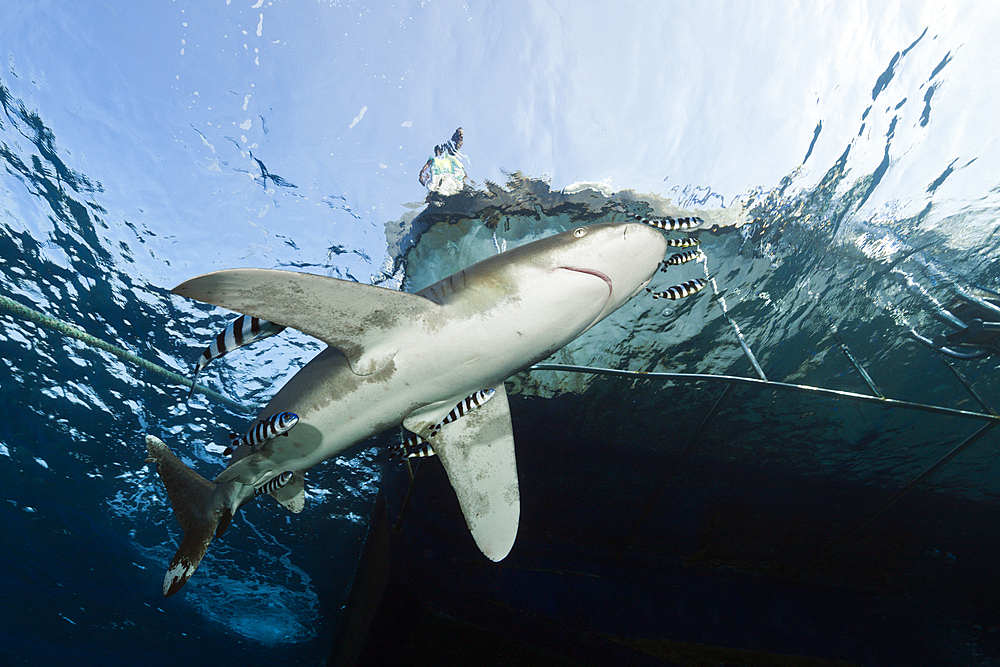 Oceanic Whitetip Shark below Liveaboard, Carcharhinus longimanus, Brother Islands, Red Sea, Egypt