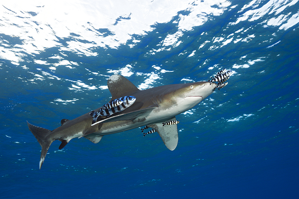 Oceanic Whitetip Shark, Carcharhinus longimanus, Brother Islands, Red Sea, Egypt