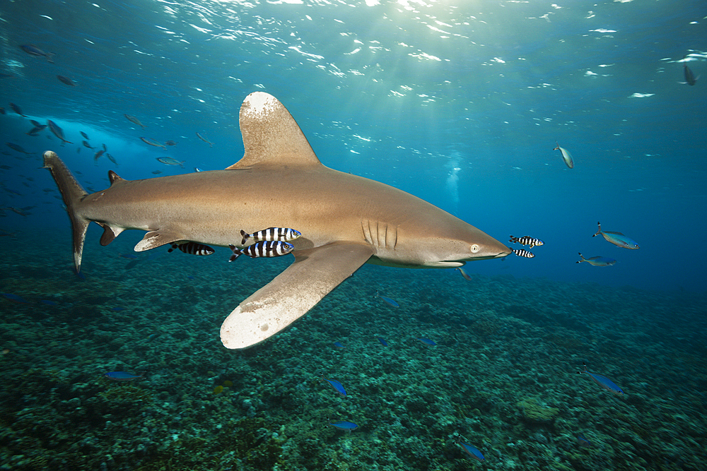 Oceanic Whitetip Shark, Carcharhinus longimanus, Brother Islands, Red Sea, Egypt