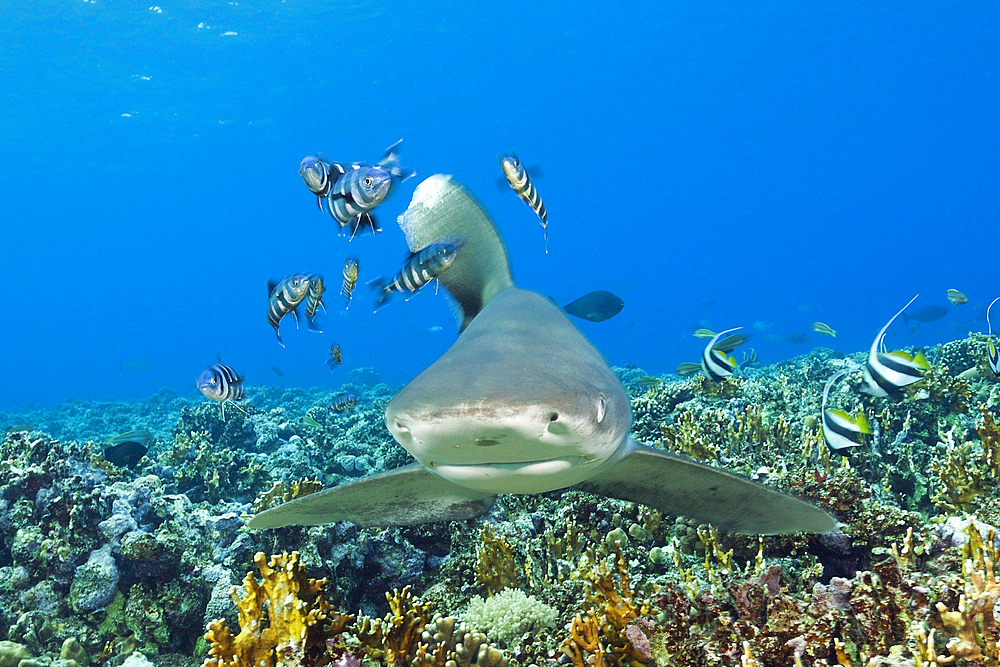 Oceanic Whitetip Shark, Carcharhinus longimanus, Brother Islands, Red Sea, Egypt