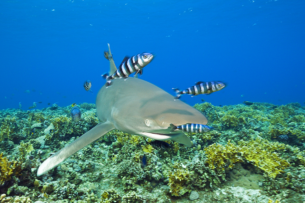 Oceanic Whitetip Shark, Carcharhinus longimanus, Brother Islands, Red Sea, Egypt