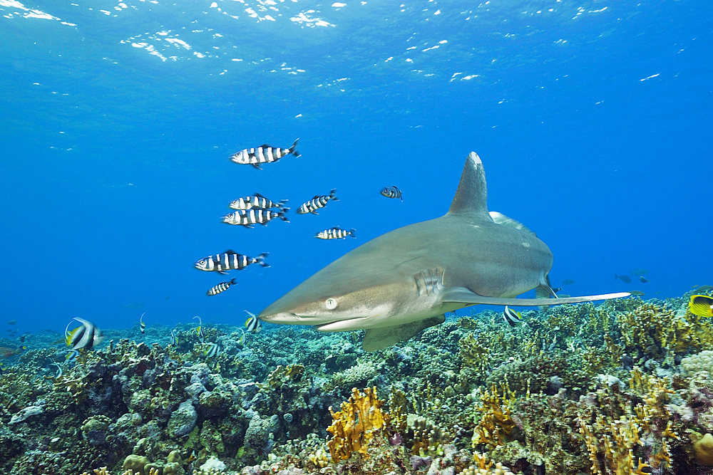 Oceanic Whitetip Shark, Carcharhinus longimanus, Brother Islands, Red Sea, Egypt