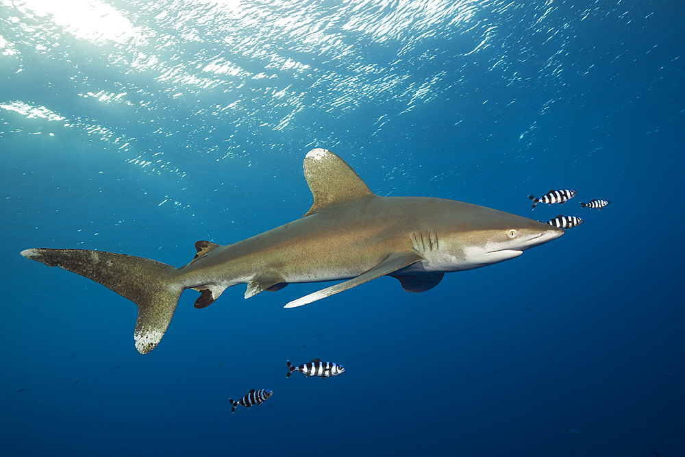 Oceanic Whitetip Shark, Carcharhinus longimanus, Brother Islands, Red Sea, Egypt