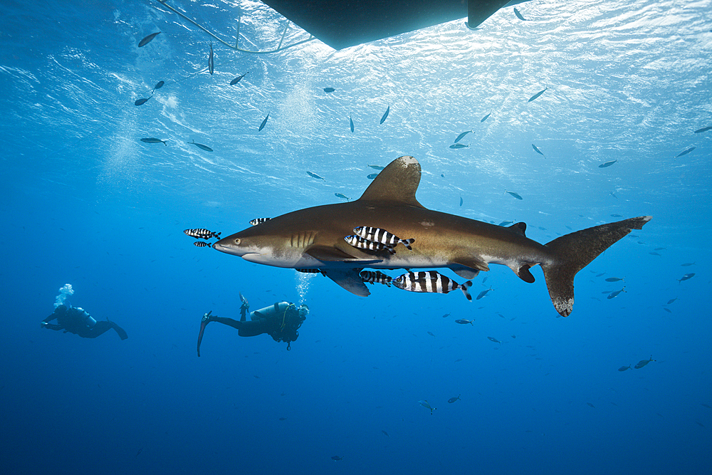 Oceanic Whitetip Shark below Liveaboard, Carcharhinus longimanus, Brother Islands, Red Sea, Egypt