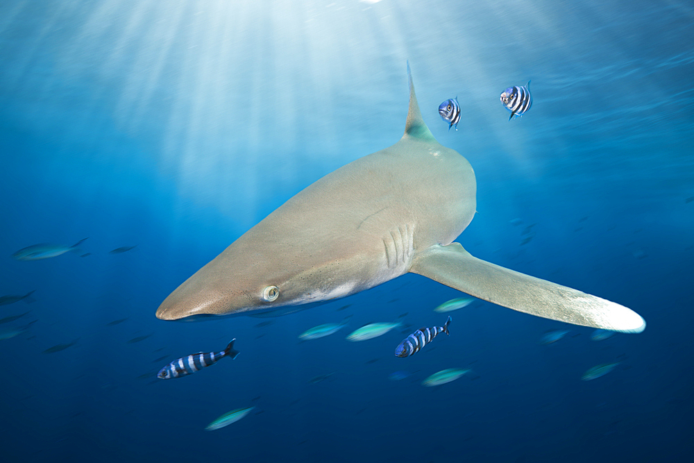 Oceanic Whitetip Shark, Carcharhinus longimanus, Brother Islands, Red Sea, Egypt