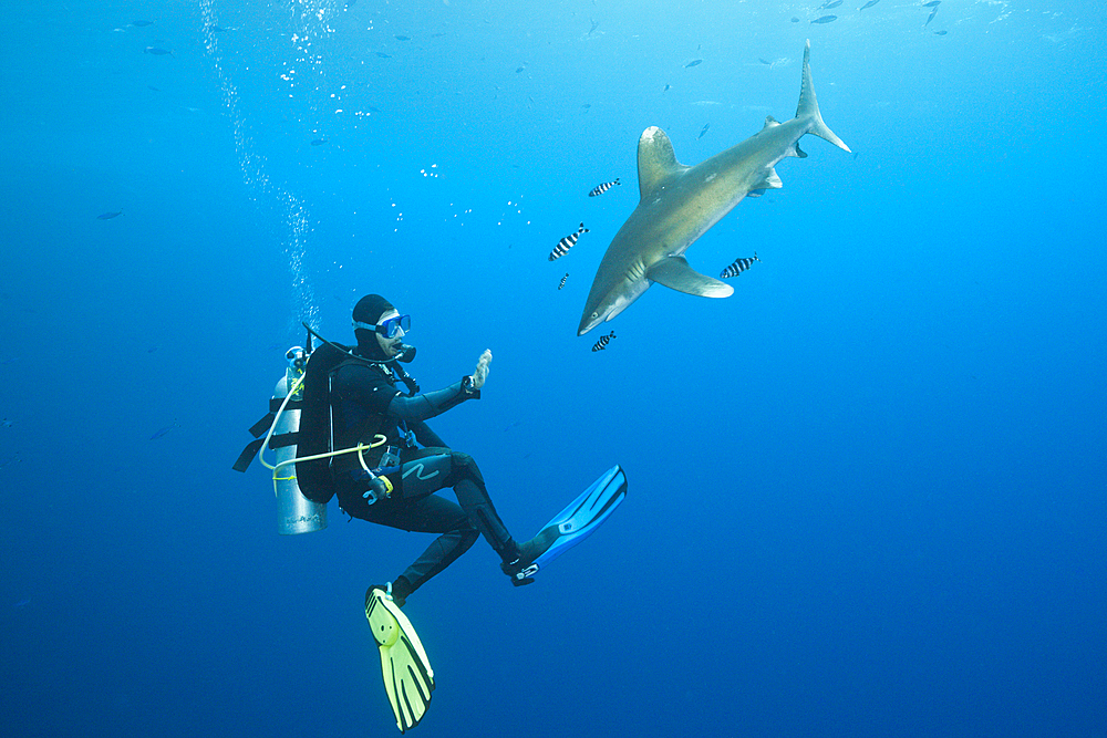 Scuba Diver and Oceanic Whitetip Shark, Carcharhinus longimanus, Brother Islands, Red Sea, Egypt