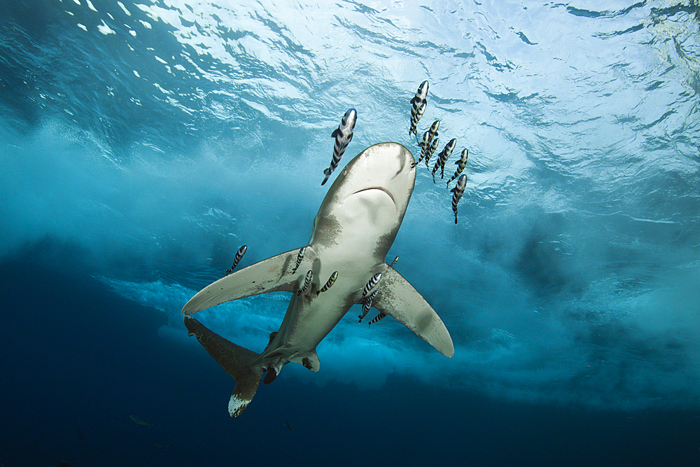 Oceanic Whitetip Shark, Carcharhinus longimanus, Brother Islands, Red Sea, Egypt