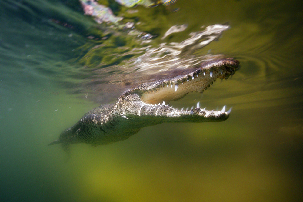 Juvenile American Crocodile, Crocodylus acutus, Florida, Everglades, USA